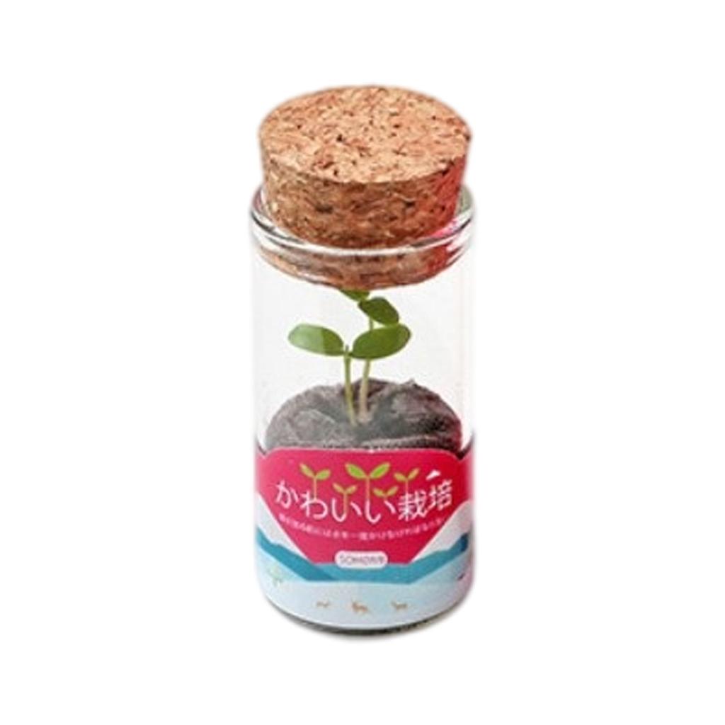 Zestaw mini doniczek szklanych – Vase Decor recenzja i cena