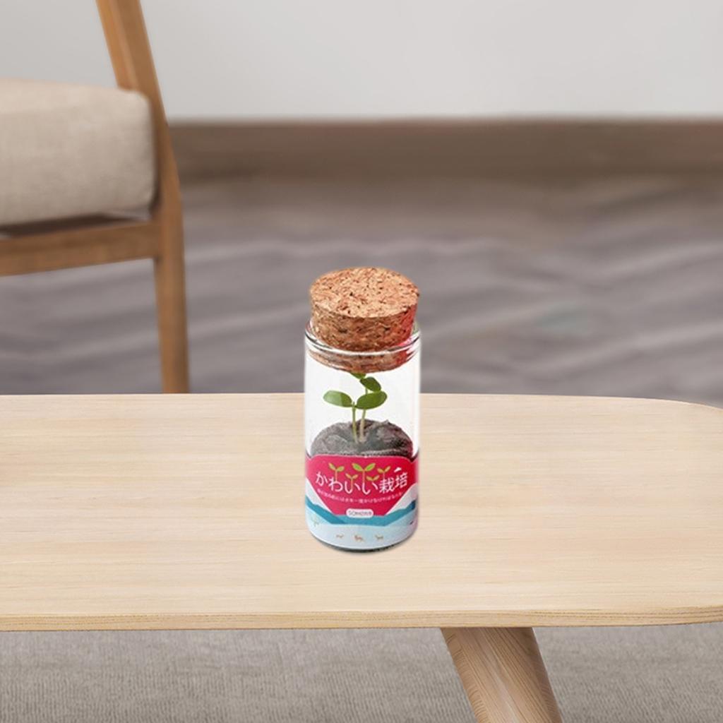 Zestaw mini doniczek szklanych – Vase Decor recenzja i cena